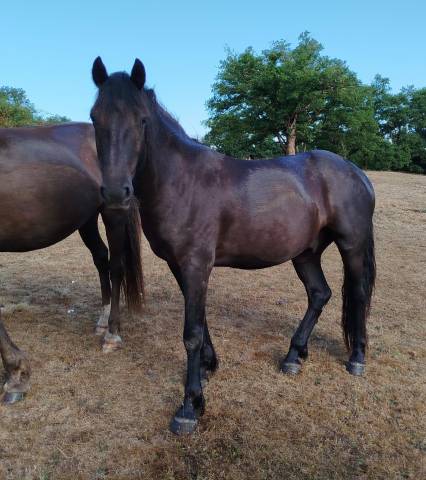 Gelding Connemara For sale 2021 Black