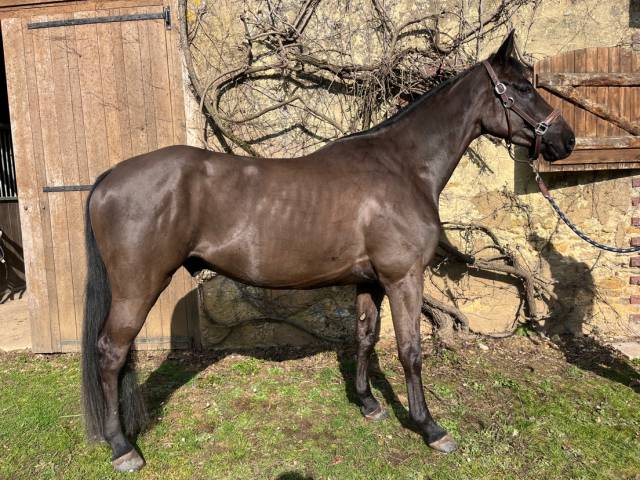 Gelding Selle Français For sale 2021 Black