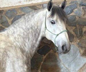 Entire PRE Pure Spanish Bred For sale 2019 Grey