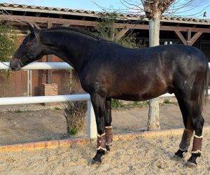Entire PRE Pure Spanish Bred For sale 2022 Black