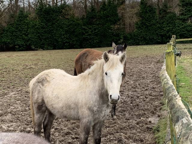 Entire Connemara For sale 2023 Grey