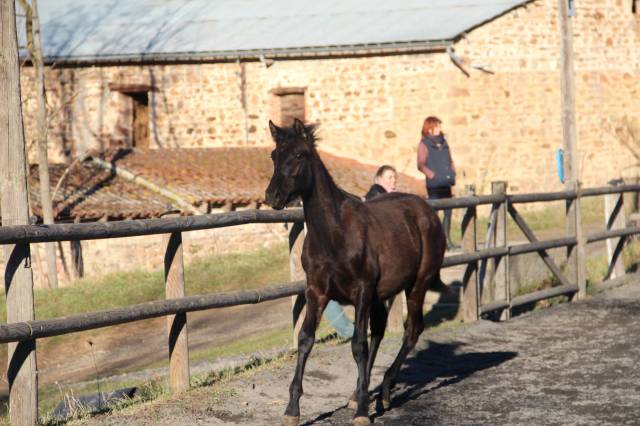 Colt PRE Pure Spanish Bred For sale 2024 Black