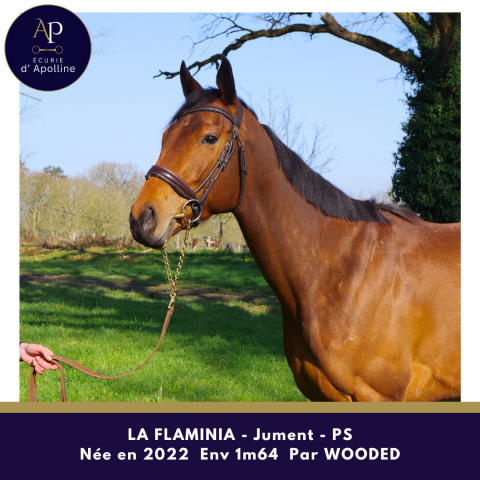 Mare Thoroughbred For sale 2020 Bay