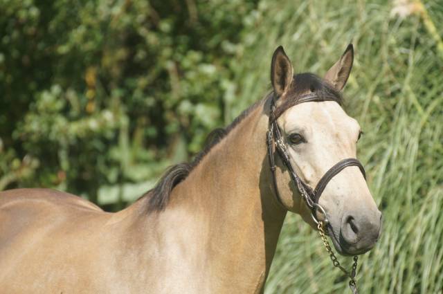 Mare Connemara For sale 2019 Buckskin