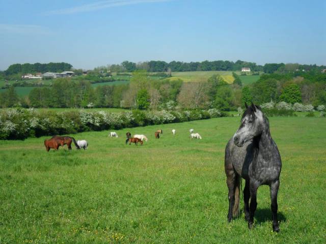 Equestrian property  Yonne