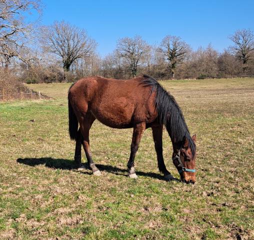 Broodmare Origin Recorded For sale 2020 Bay