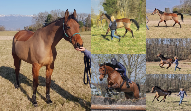 Gelding Arabian Half Blood For sale 2011 Bay
