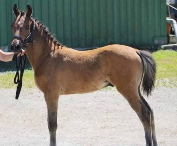 Broodmare French Saddle Pony For sale 2007 Liver chestnut