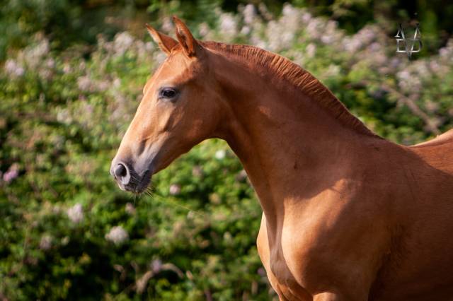 Filly PRE Pure Spanish Bred For sale 2022 Chesnut