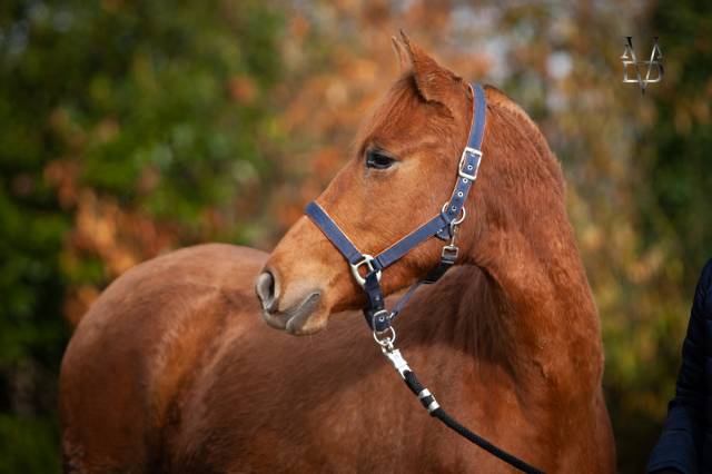 Filly PRE Pure Spanish Bred For sale 2022 Chesnut