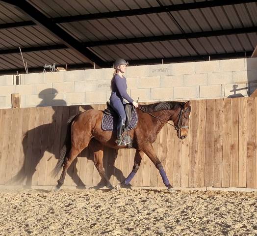 Mare Thoroughbred For sale 2021 Bay