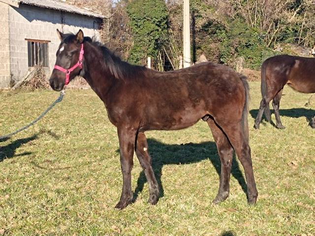 Colt Selle Français For sale 2024 Black