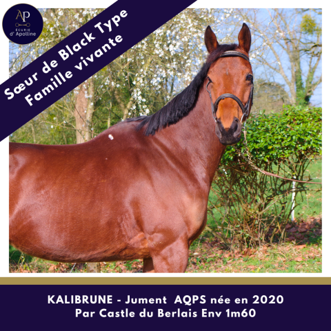 Mare AQPS For sale 2020 Bay
