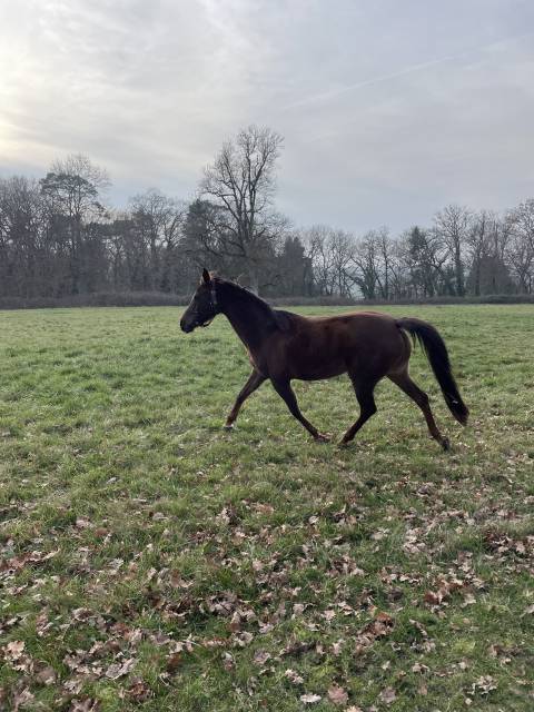 Mare Arabian Half Blood For sale 2015 Liver chestnut