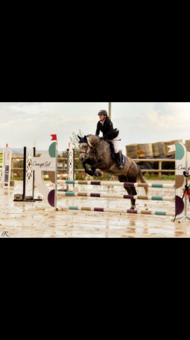 Gelding Other Horse Breed For sale 2018 Grey