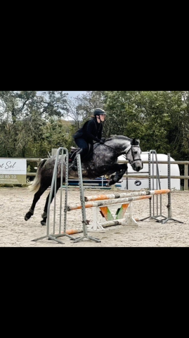 Gelding Connemara For sale 2018 Grey