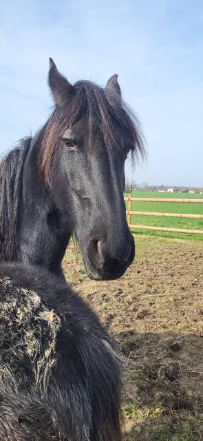 Mare Friesian For sale 2015 Black