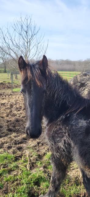 Mare Friesian For sale 2019 Black