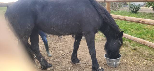 Mare Friesian For sale 2020 Black