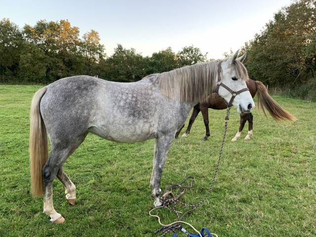 Mare Arabian Half Blood For sale 2020 Grey