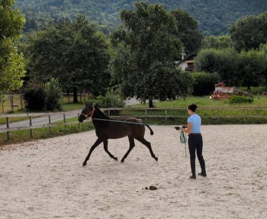 Mare Lusitano For sale 2024 Black