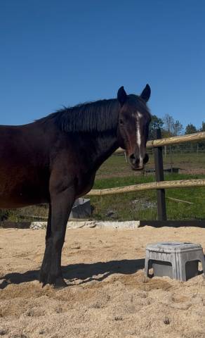 Gelding New Forest For sale 2018 Bay