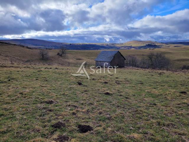 Dairy farm  Cantal