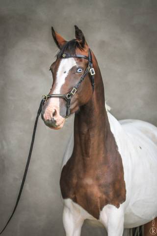 Broodmare Oldenburg For sale 2015 Tobiano