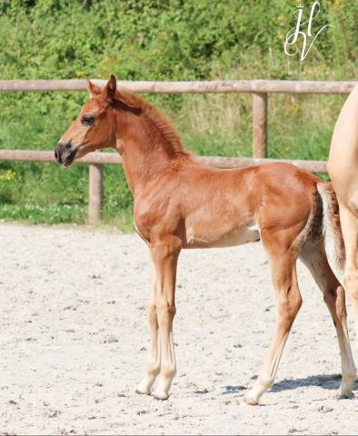 Filly KWPN Dutch Warmblood For sale 2024 Liver chestnut