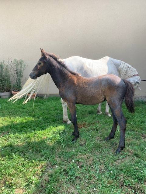 Gelding Connemara For sale 2024 Grey