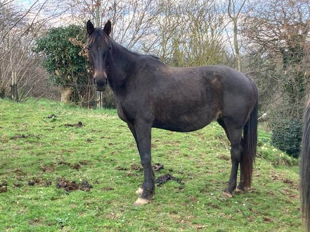 Broodmare Selle Français For sale 1999 Black
