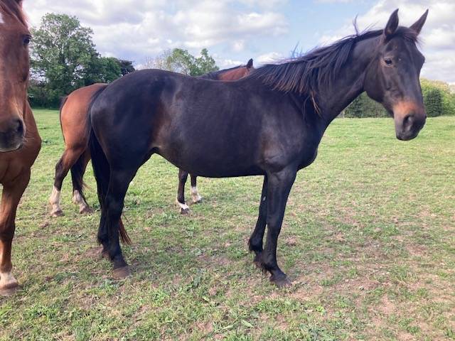 Broodmare Selle Français For sale 1999 Black