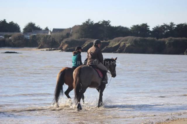 Stud farm  Morbihan