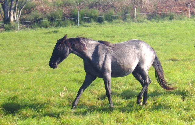 Mare Azteca For sale 2022 Roan