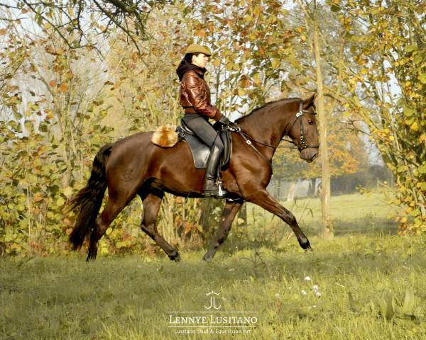 Gelding Lusitano For sale 2020 Black