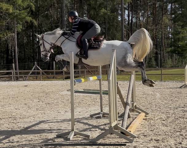 Mare Selle Français For sale 2018 Grey