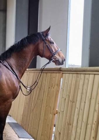 Thoroughbred Horse breed for sell