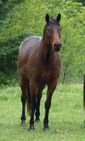 Broodmare French Trotter For sale 2009 Dark Bay