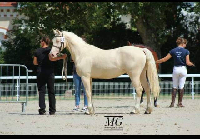 Gelding Welsh Pony (Section D), Welsh Cob For sale 2021 Cream