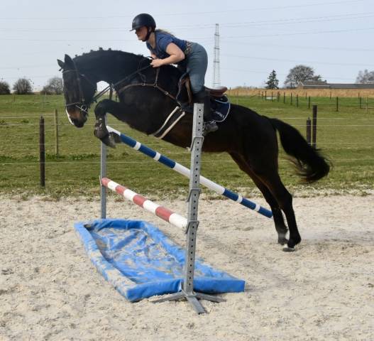 Mare BWP Belgian Warmblood For sale 2022 Dark Bay