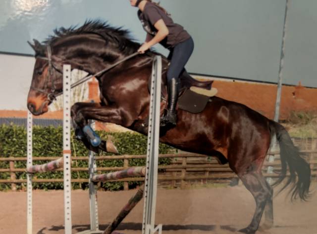 Gelding Holsteiner For sale 2009 Dark Bay
