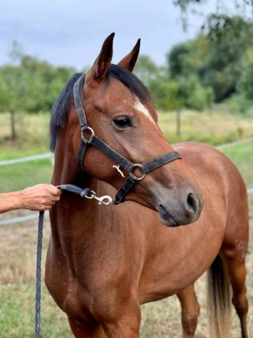 Filly New Forest For sale 2022 Bay