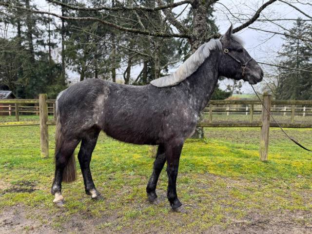 Gelding Connemara For sale 2022 Grey