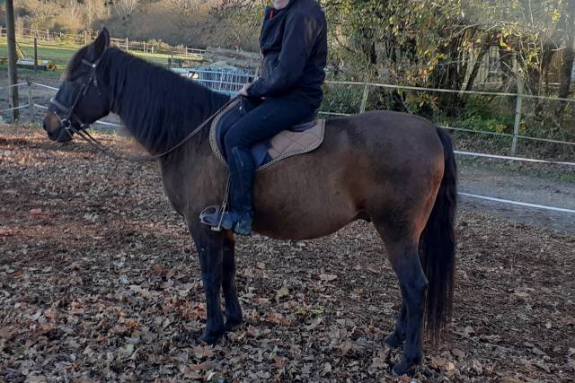 Gelding Lusitano For sale 2015 Dark Bay