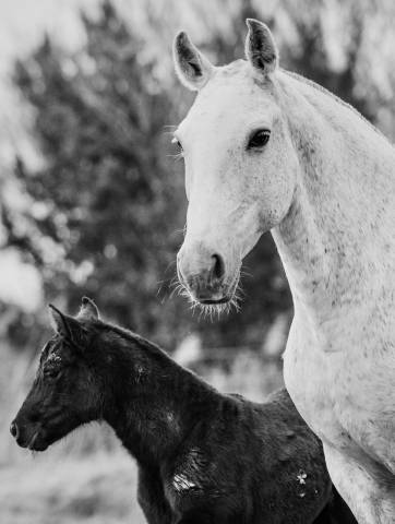 Filly Lusitano For sale 2025 Grey