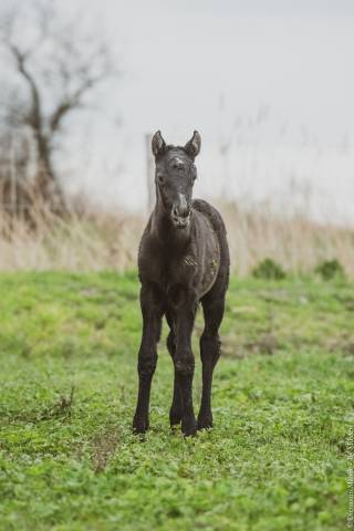 Filly Lusitano For sale 2025 Grey