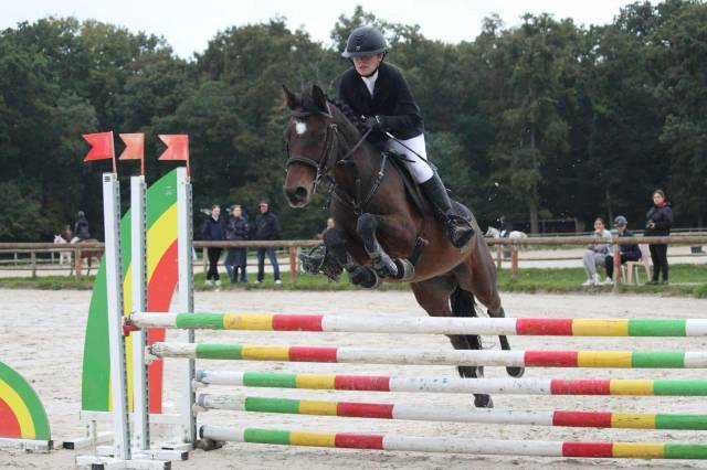 Gelding Connemara For sale 2017 Bay
