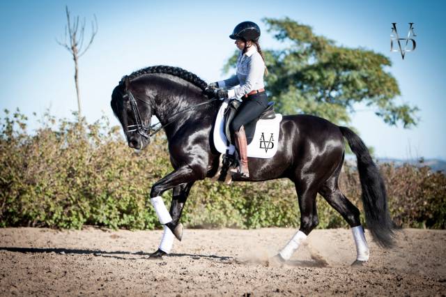 Entire PRE Pure Spanish Bred For sale 2016 Black