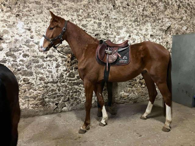 Gelding Selle Français For sale 2021 Chesnut