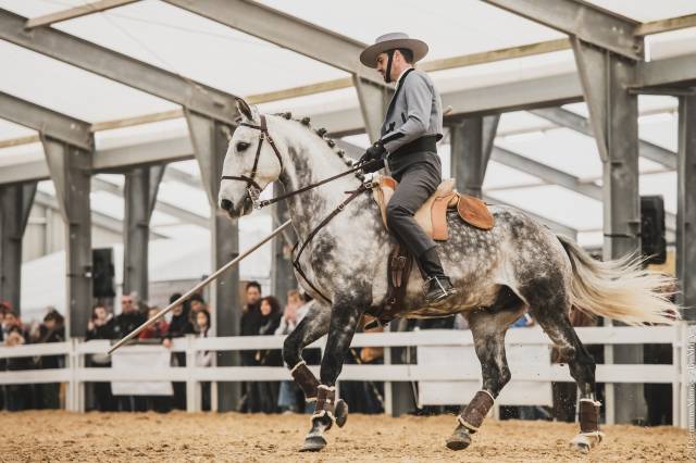 LIMPERADO DU DASTUGUE - Lusitano 2015 by Alamo